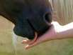 Il riposo a cavallo
