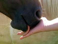 Il riposo a cavallo