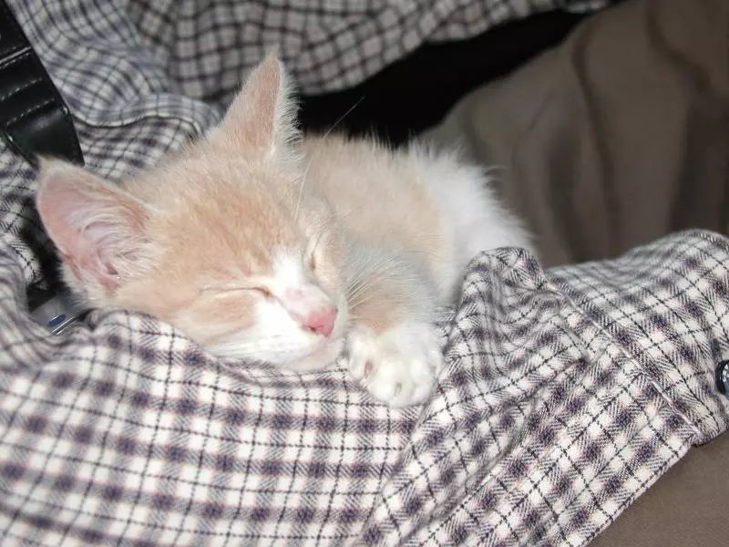 Katze auf einer Decke