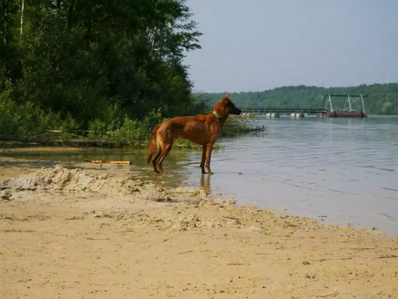 Cane sulla riva