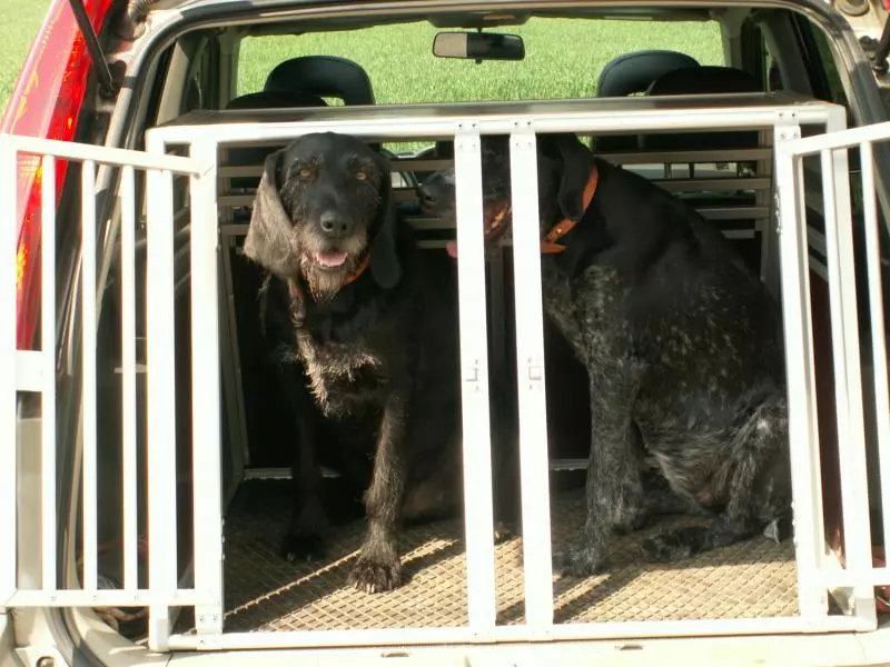 Due cani durante il viaggio