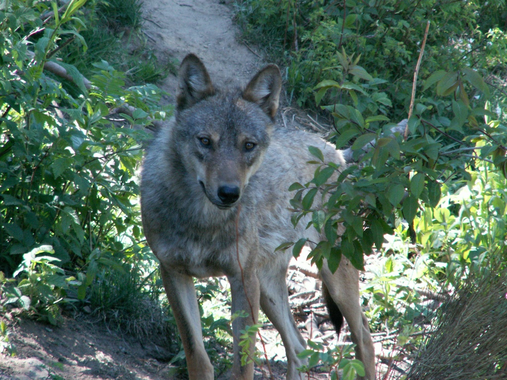 Wolf