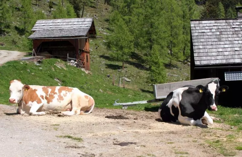 Mucche in una fattoria della Carinzia