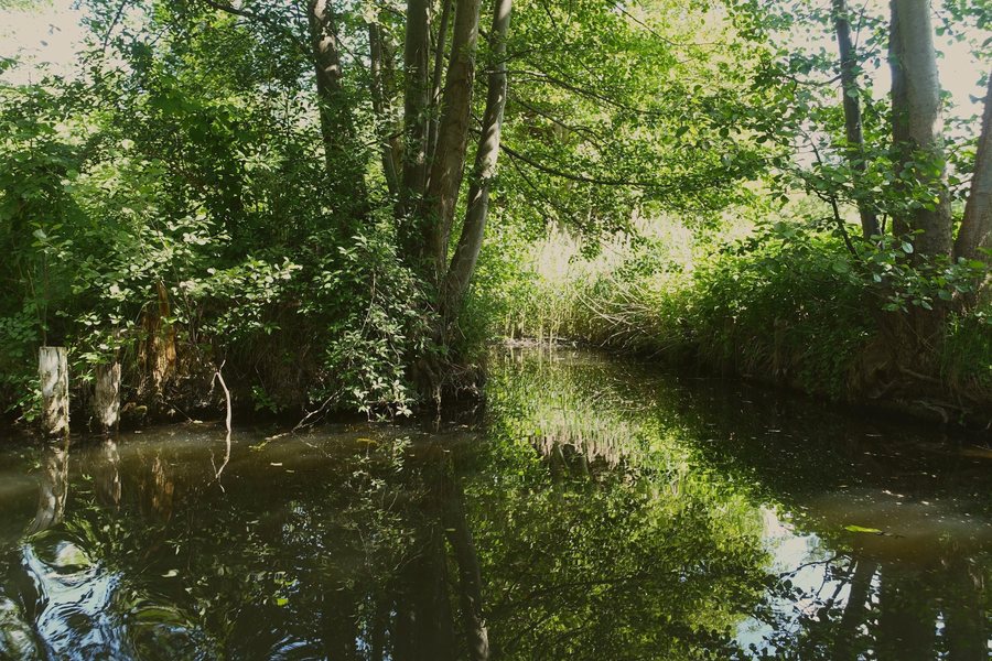 Spreewald, Oberspreewald-Lausitz, Brandenburg, Bild 2