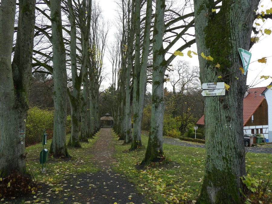 File:Lindenallee, Rengsdorf, Germany.jpg