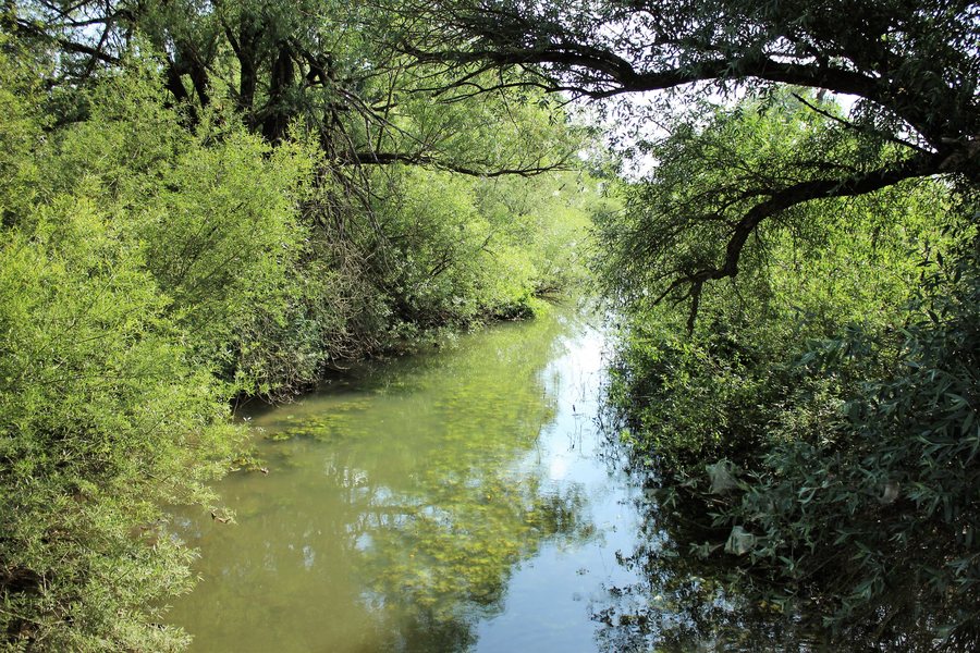 File:Altwasser der Donau, Pfatter.jpg