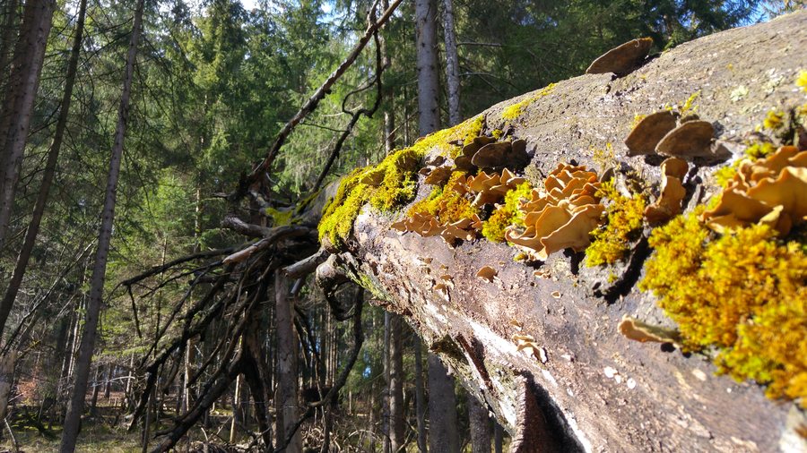 File:Wald bei Starnberg - Pöcking.jpg