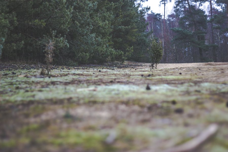 File:Boomberge Harsewinkel Natur.jpg