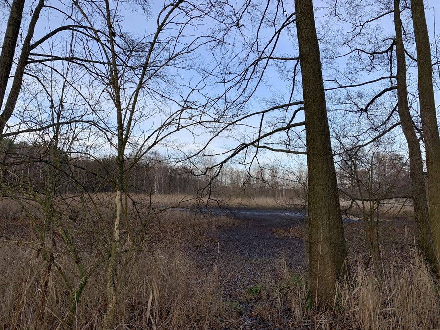 File:Luckaitztal Teichlandlandschaft Buchwäldchen-Muckwar Frauenteich.jpg