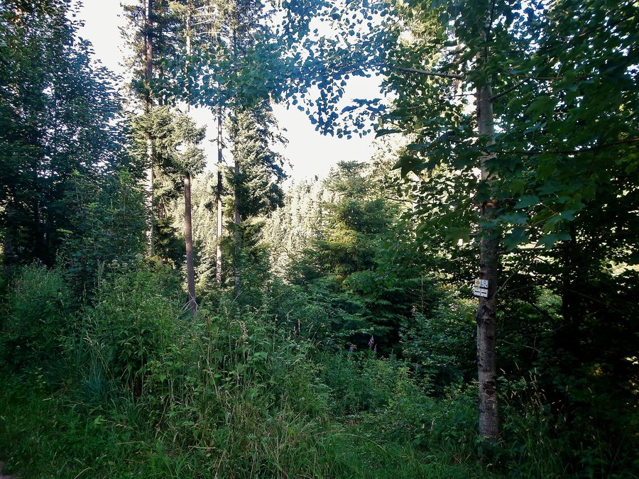 File:Wald bei Pfalzgrafenweiler - panoramio.jpg