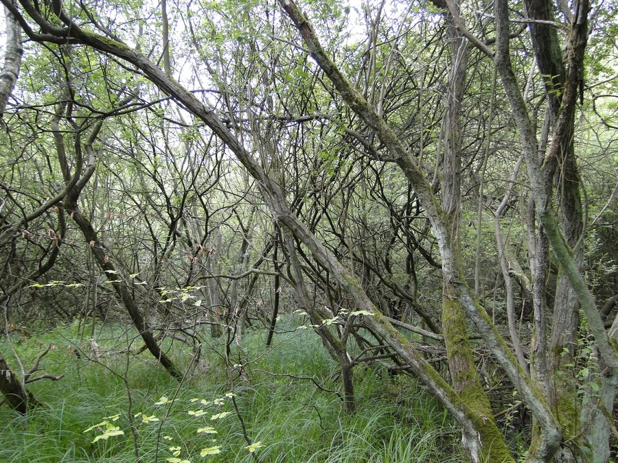 Naturschutzgebiet Ententeich BM-023 in Brühl, Rhein-Erft-Kreis