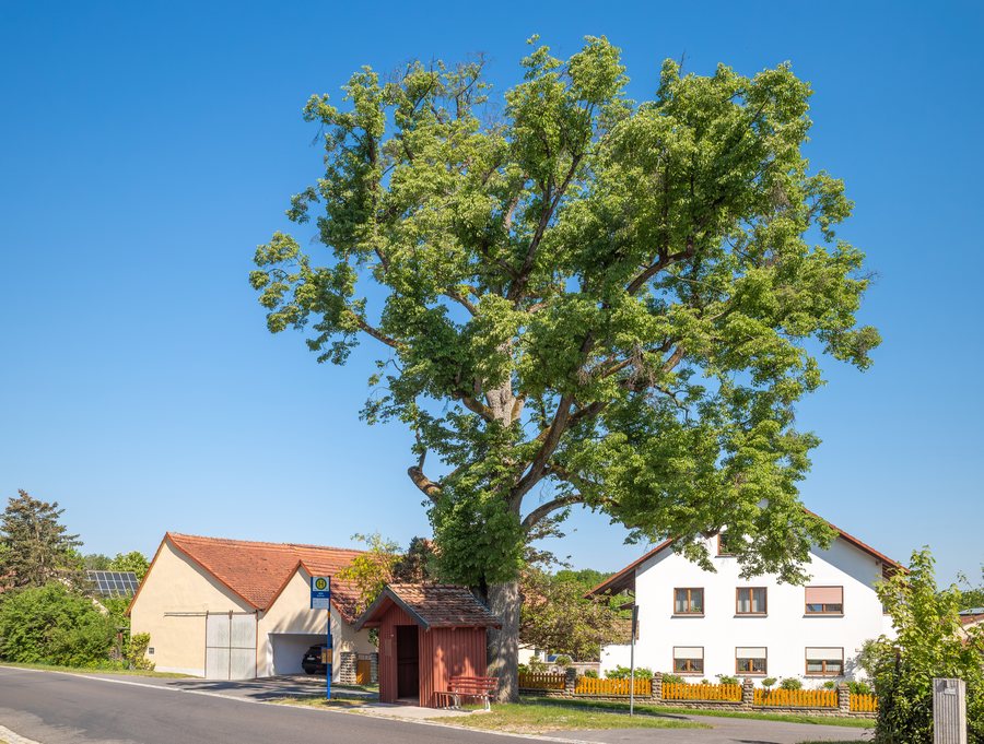 File:Linde in Bühl 2025 (3).jpg