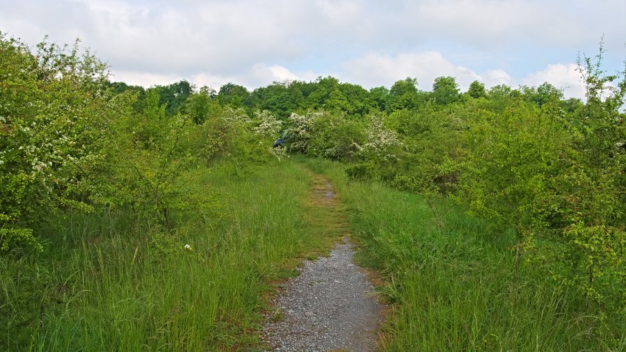 Nationalpark Hainich-Kammerforst landscape