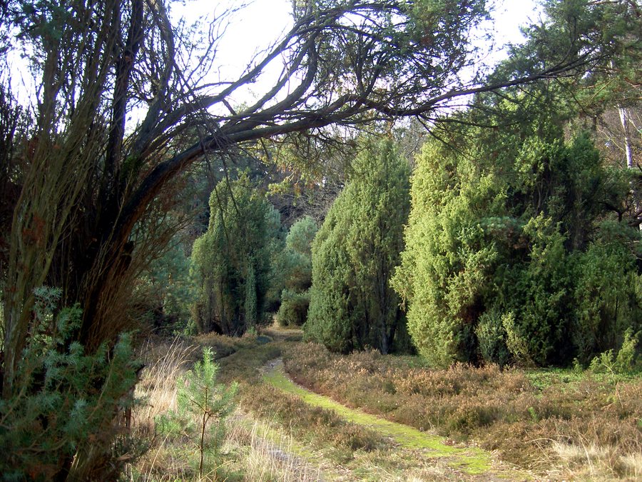 File:Niedersachsen, Faßberg, Wachholderwald Schmarbeck; Naturpark Südheide 1.jpg