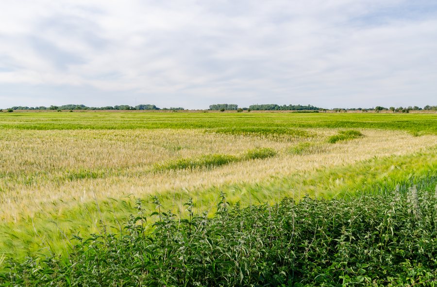 File:Rheinberg, Orsoy-Land, 2020-06 CN-03.jpg