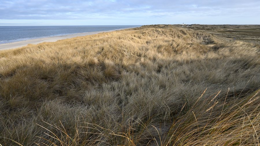 File:Sylt Nord - Ellenbogen 01.jpg