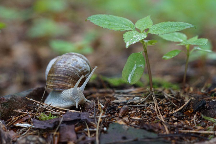 File:SchneckeinElsenfeld.jpg