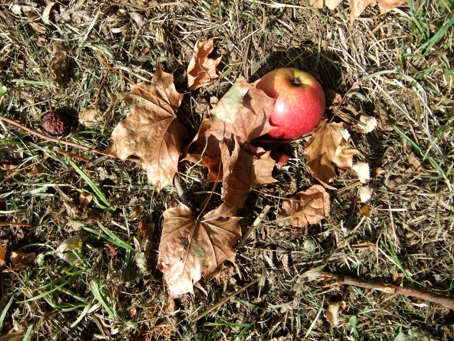 File:Herbst im Arboretum Main Taunus, Regional Park Rhein Main.jpg
