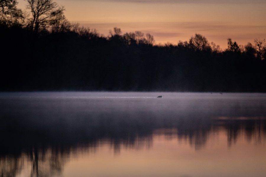 File:220418 Leipheim Auwald Donau Professorenweiher.jpg