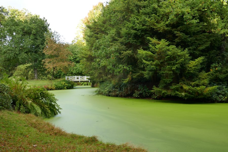 File:Weiße Holzbrücke im Schlosspark Lütetsburg, Ostfriesland.jpg