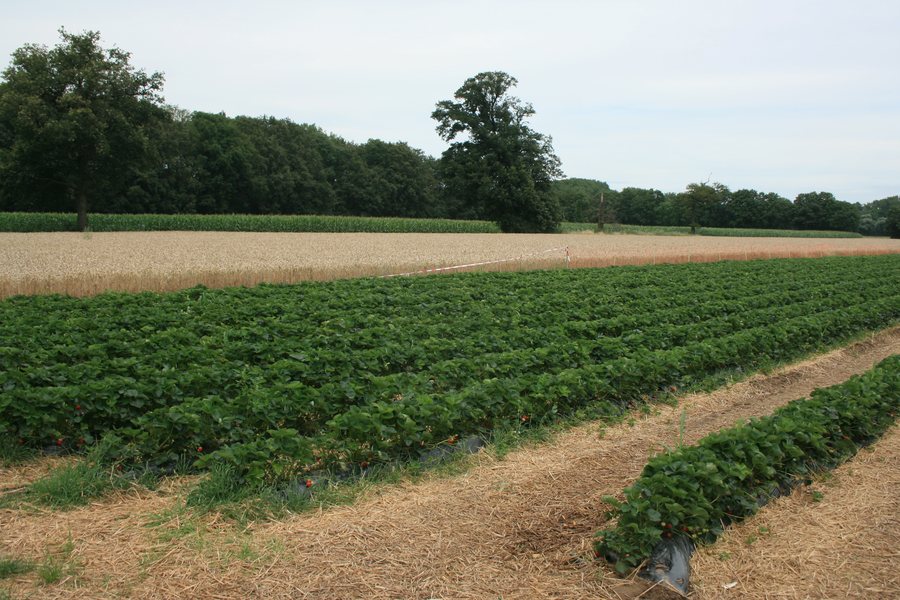 File:Feld im Selfkant 2.jpg