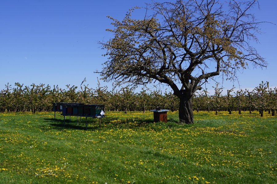 Blick in die Apfelplantage von Fahner Obst in Gierstädt