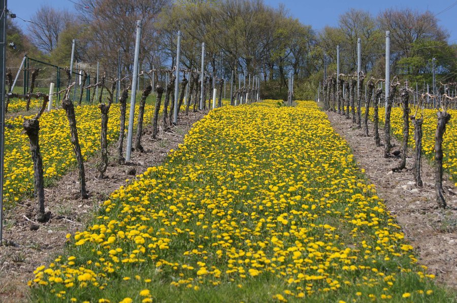 File:Golmsdorf 2015-04-24.jpg
