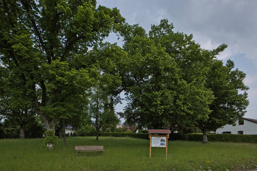Naturdenkmal Linden am Sedanplatz, Gechingen-Bergwald