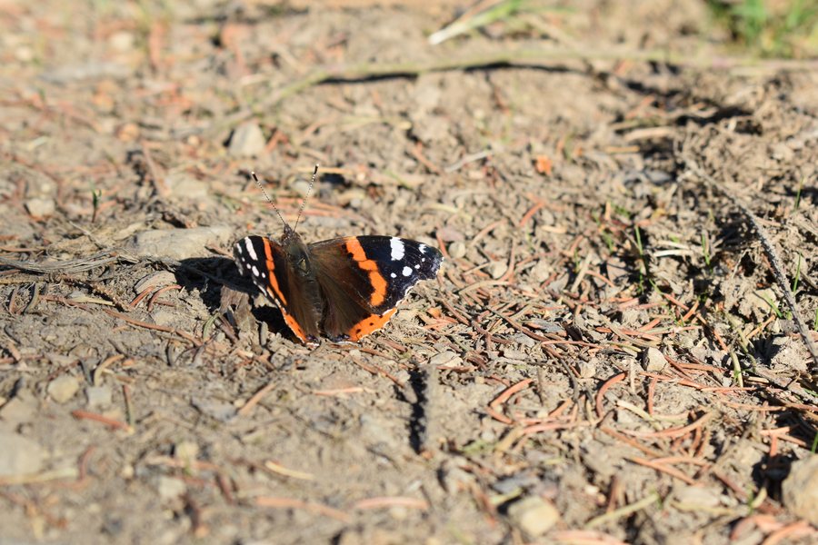 File:Vanessa atalanta im Naturschutzgebiet Olpebachtal.jpg