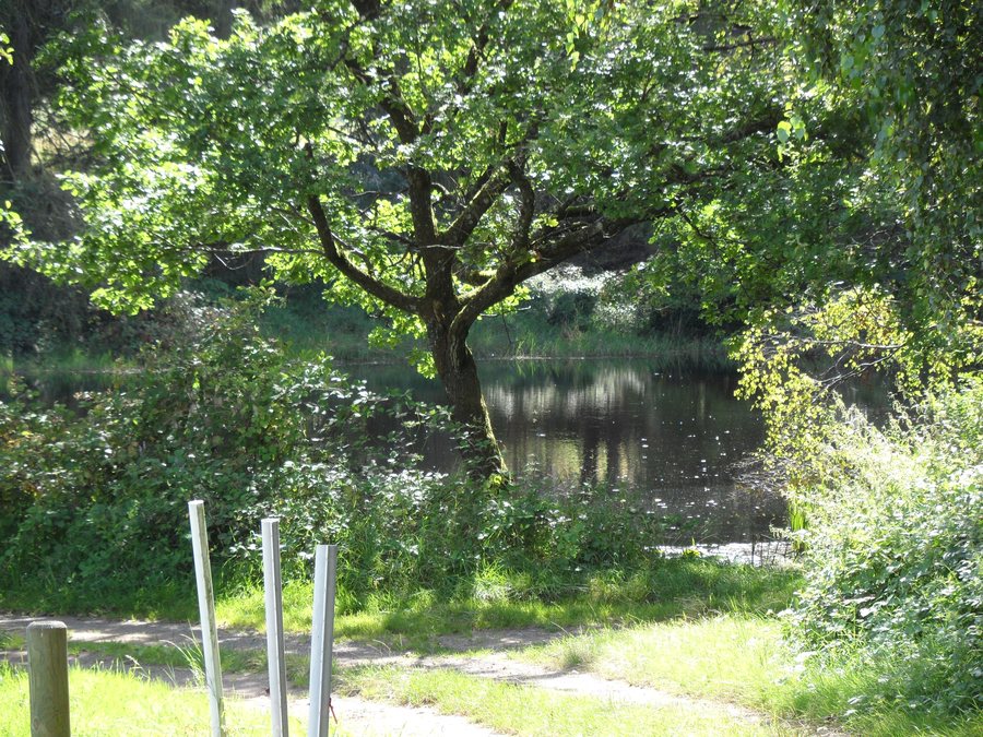 File:Der Pottaschenweiher - Ein Naturdenkmal in Schwedelbach.jpg