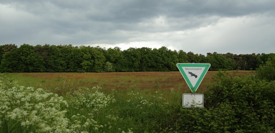File:Hopsten Naturschutzgebiet Heiliges Meer Heupen 08.JPG