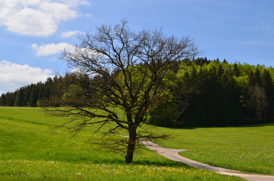 Frühlingslandschaft mit alleinstehendem Baum im Biosphärengebiet Schwäbische Alb, Lautertal bei Gomadingen