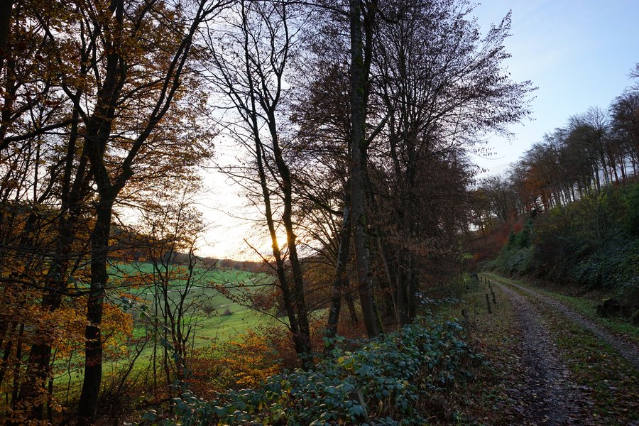 File:Neunkirchen (Baden) - Illsberg - Waldweg-Kreuzung unterhalb Minneburg - Blick nach Westen.jpg