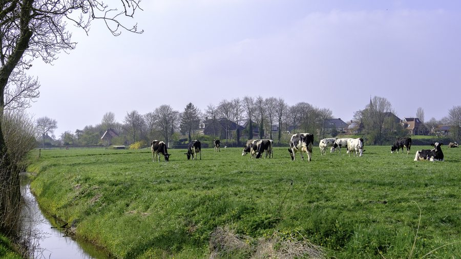 File:Wirdum - wierde vanaf Zuiderweg (3).jpg