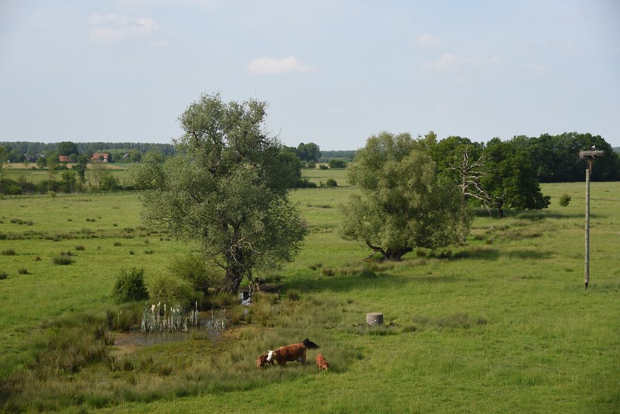 File:Naturschutzgebiet Ahsewiesen in Nordrhein-Westfalen im Kreis Soest in Lippetal A1.JPG