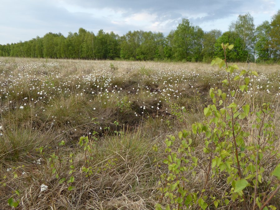 Landscape with cotton grass at the Freistätter-Moor