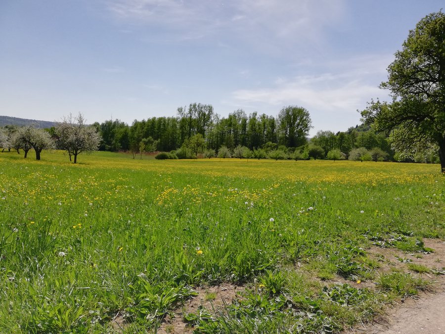 Field with yellow flowers near Winterbach.jpg