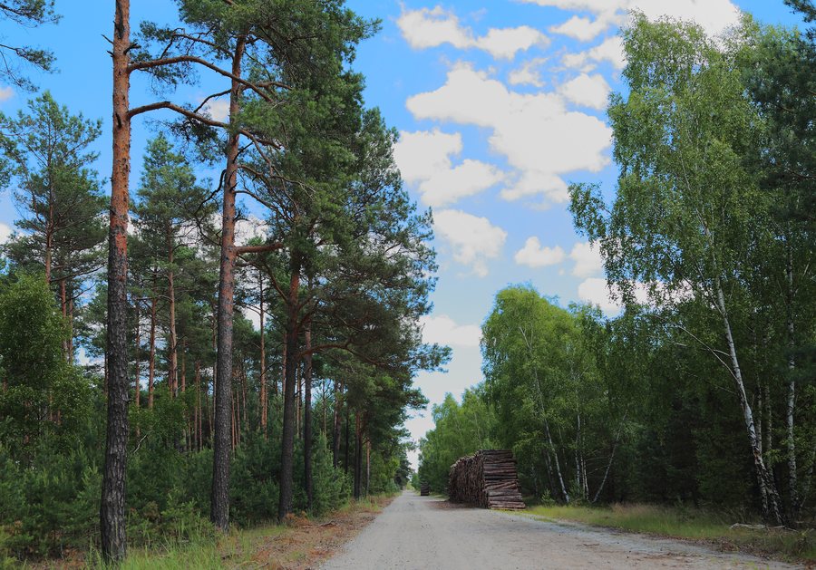 File:Lieberoser Heide 74.JPG