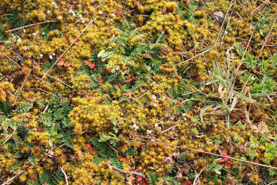 Farbgewaltiges Bodenmotiv am Hainberg bei Nürnberg