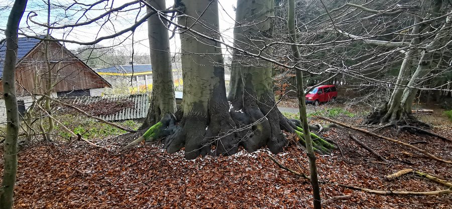 File:Wingst 2021 - Im Wald - by-RaBoe 011.jpg