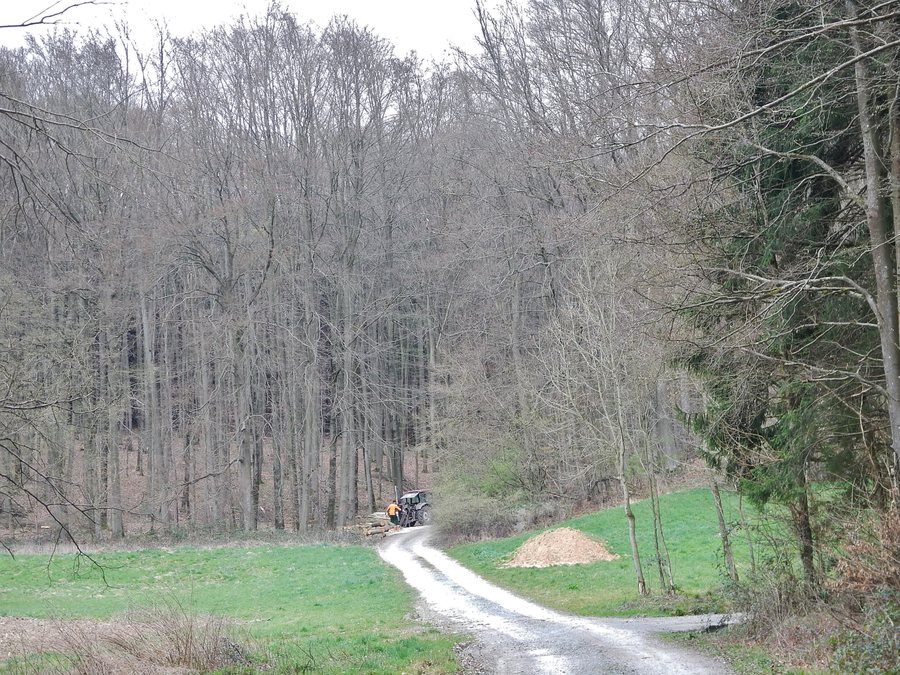 File:Waldweg bei Hardthausen am Kocher - panoramio.jpg