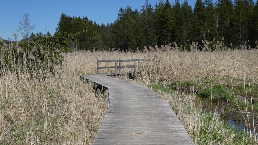 Weg durch das Moor am Elbsee