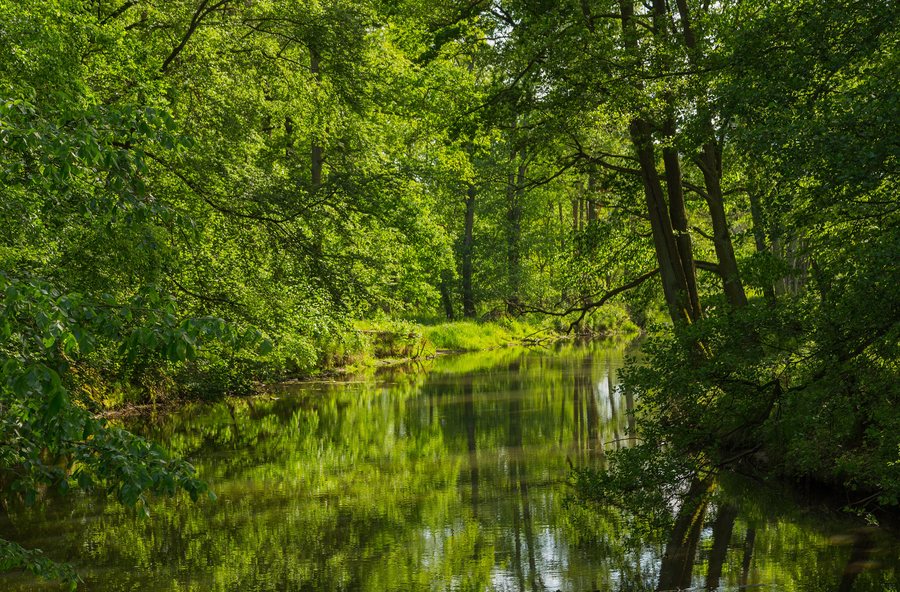 File:Innerer Unterspreewald Wasserburger Spree 03.jpg