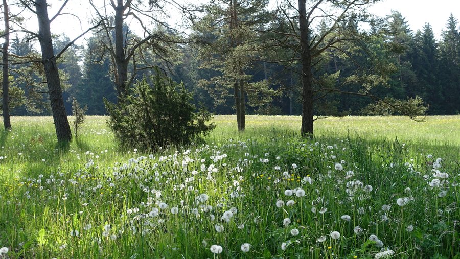 File:Engstingen - Albhochfläche bei Haid 02.JPG