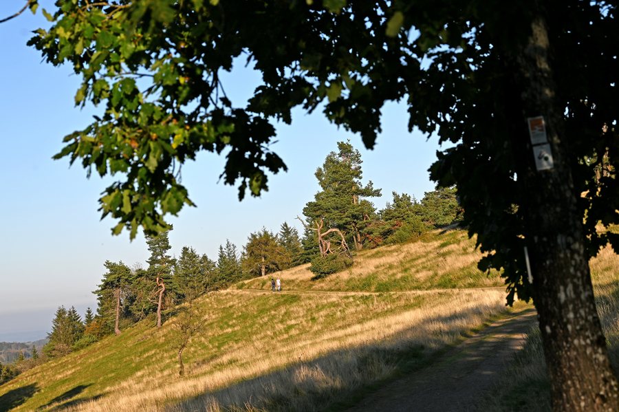File:Arft 01.jpg