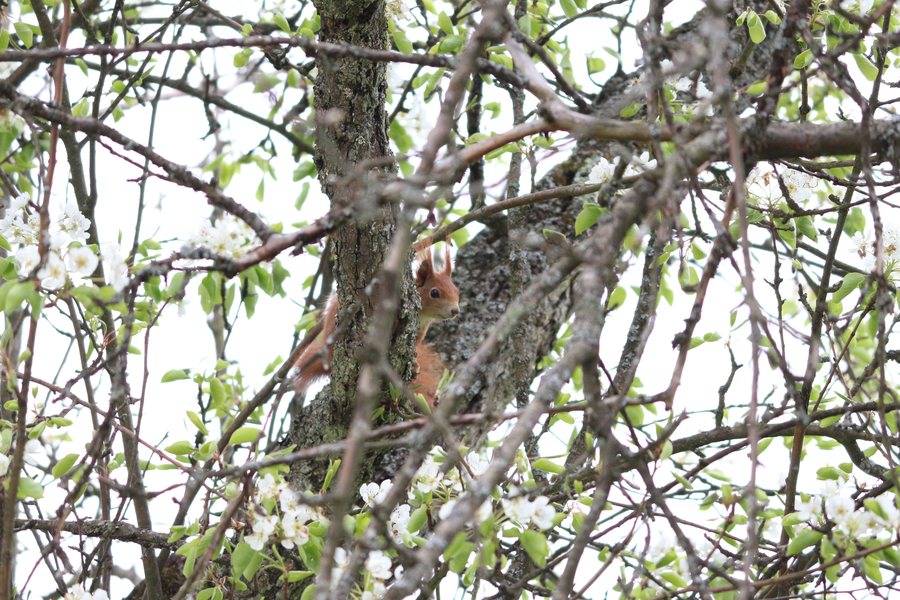 File:Freilebendes Eichhörnchen im Landschaftsschutzgebiet in Frickenhausen.jpg