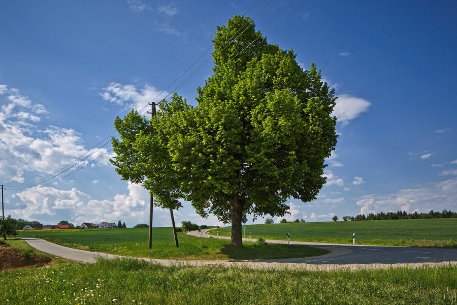 Naturdenkmal Linde in den Schloßwiesen, Jettingen-Sindlingen, from the southwest