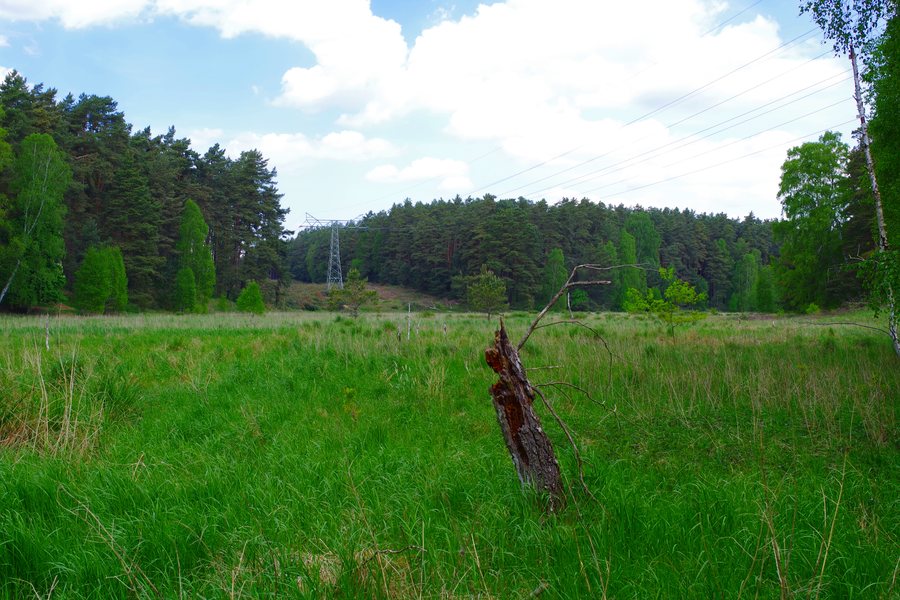 File:Nationalpark Müritz - Wald bei Zwenzow (10).jpg