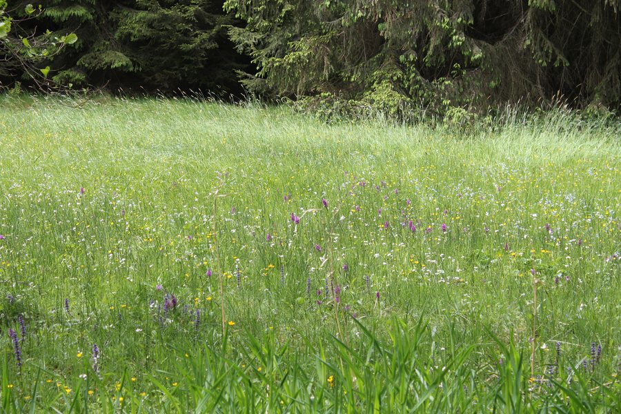 File:Nemphewiese-Burgwald-by-Maseltov-1.jpg