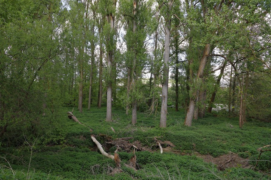File:Tauberinsel Igersheim 05.jpg